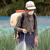 Investigador da Universidade de Coimbra faz parte de painel para a homologação dos pesticidas na Europa Investigador da Universidade de Coimbra faz parte de painel para a homologação dos pesticidas na Europa